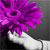 :iconswfan13:
