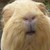 :iconswifteaglemaster: