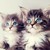 :iconswiftfang-rules: