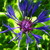 :iconswiftpelt26: