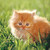 :iconswiftslash: