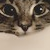 :iconsyconisis:
