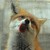 :iconsyd-haven:
