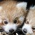 :iconsydrawl: