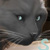 :iconSyeiraxx:
