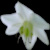 :iconsyklovelydesign: