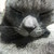 :iconsylerivy: