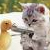 :iconsylocat: