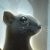 :iconsylphane: