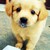 :iconsylv3rwolf: