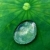 :iconsylvianus: