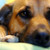 :iconsymphon1c: