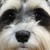 :iconsyncamine: