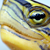 :iconsyukmassesdesign: