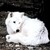 :iconsywolf24893: