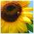 :iconszave1: