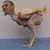 :iconszelljr: