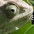 :iconszoby: