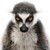 :iconszufladowylemur: