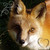 :icont-lis: