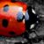 :iconta-biedronka: