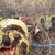 :icontaargussr: