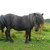 :icontabbycatstock: