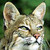 :icontabbysix: