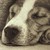 :icontabbytiger93: