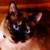 :icontabicat2012: