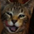:icontabzycat: