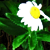 :icontac0salad: