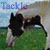 :icontackle-inc: