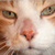 :icontackonii: