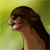 :icontagyr: