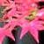 :icontahitian-orchid: