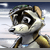 :icontahoemustelidae: