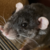 :icontails375: