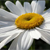 :iconTails88:
