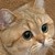 :icontailsthefoxofficial:
