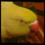 :icontaima-cat: