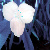 :icontainted-photographs: