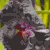 :icontaintedorchid669: