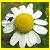 :icontaitea: