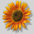 :iconTaiyouhana: