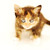 :icontakeachance232: