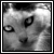:icontakeflightcrow: