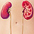 :icontakemykidney:
