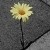 :icontakingpictures: