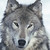 :icontala-of-the-forest: